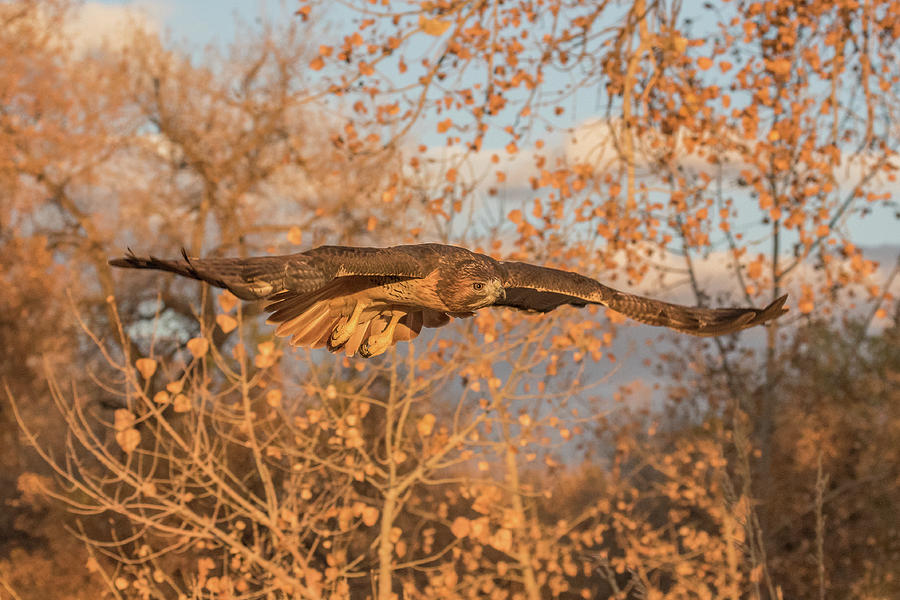 Red-tailed Hawk in Flight at Dawn Photograph by Tony Hake