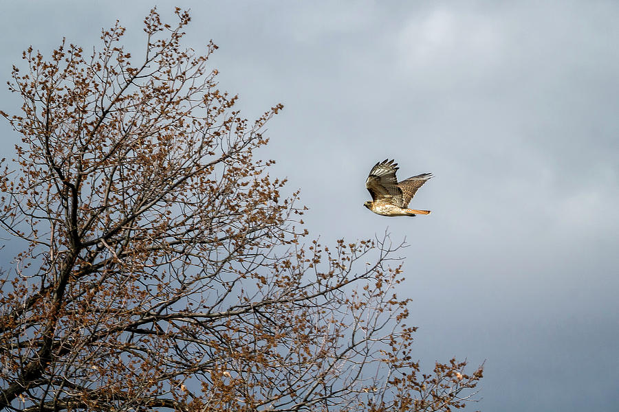 Red Tailed Hawk In Flight Photograph by Belinda Greb