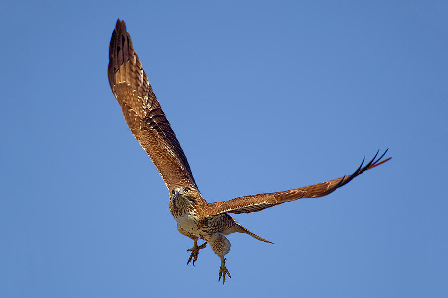 Red-tailed Hawk in Flight Photograph by Brian Knott Photography - Fine ...