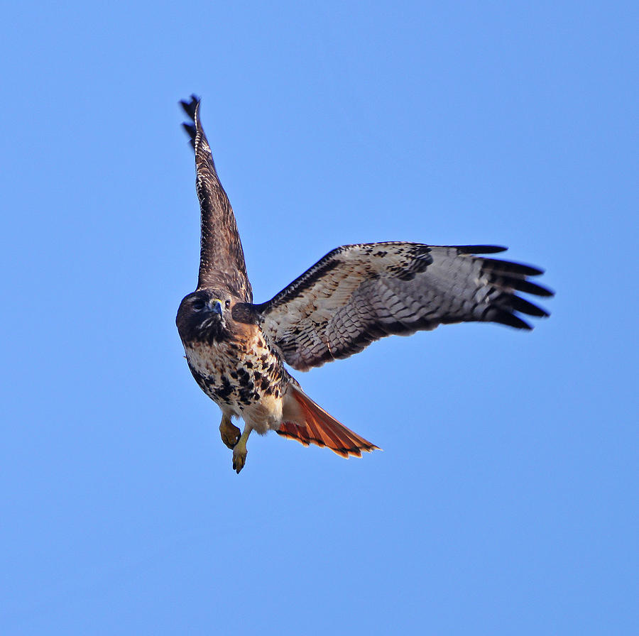 Red-tailed Hawk in Flight Photograph by Ken Stampfer