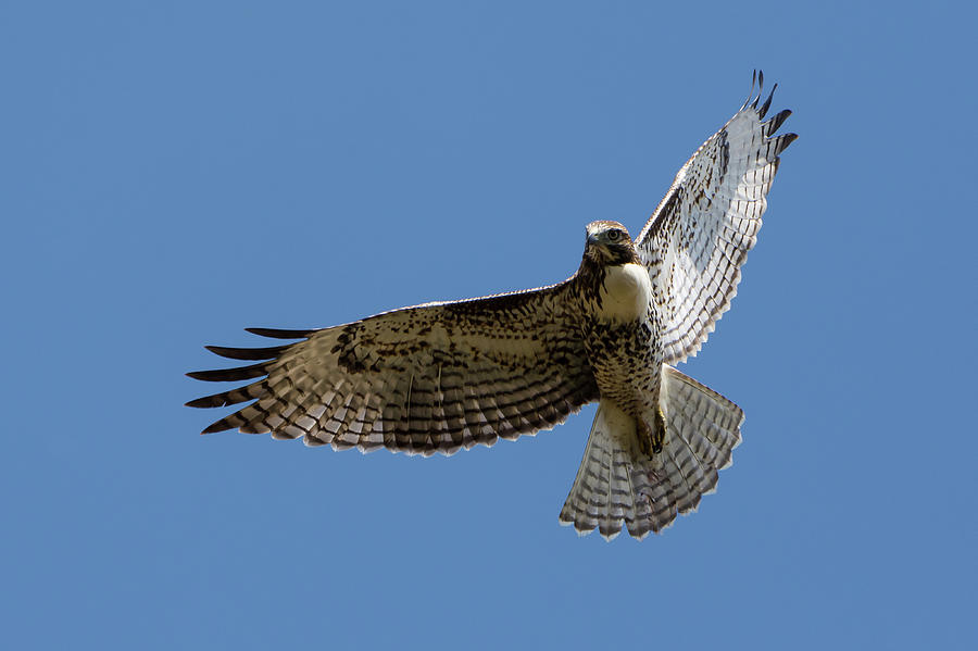 Red Tailed Hawk in Flight Photograph by Mark Little