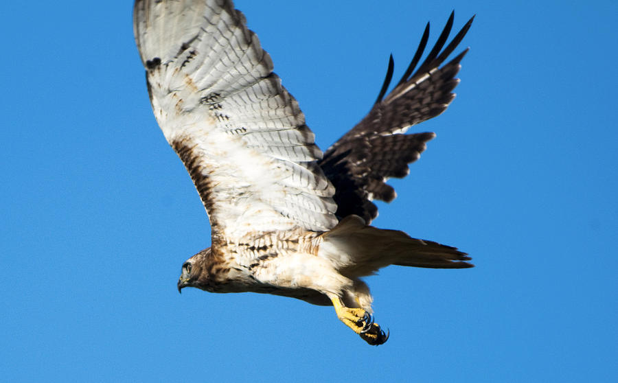 Red Tailed Hawk in Flight Photograph by Matt Steffen - Pixels