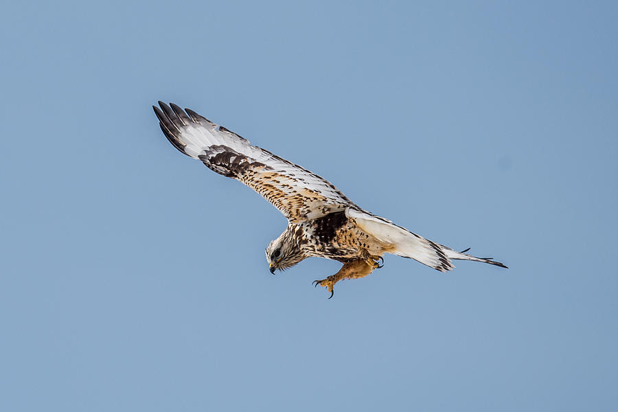 Red Tailed Hawk in Flight Photograph by Paul Freidlund