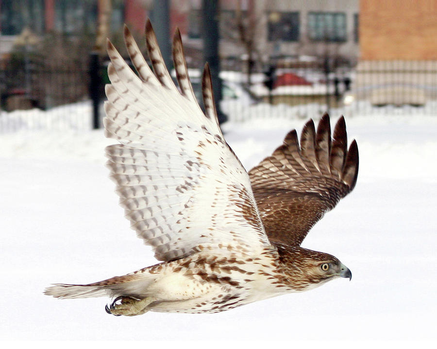 Red-tailed Hawk Photograph - Red-tailed Hawk in Flight by Peter Green