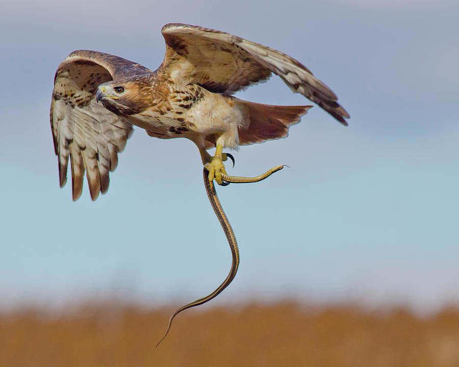 Hawk Photograph - Red-Tailed Hawk in Flight with Snake by Morris Finkelstein