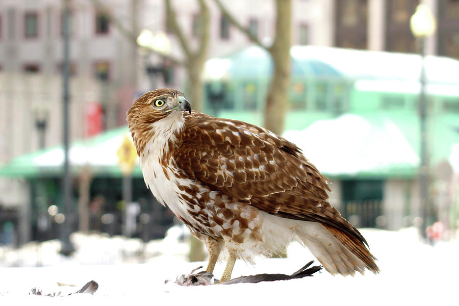 Red-tailed Hawk Photograph - Red-Tailed Hawk in Kennedy Plaza by Peter Green