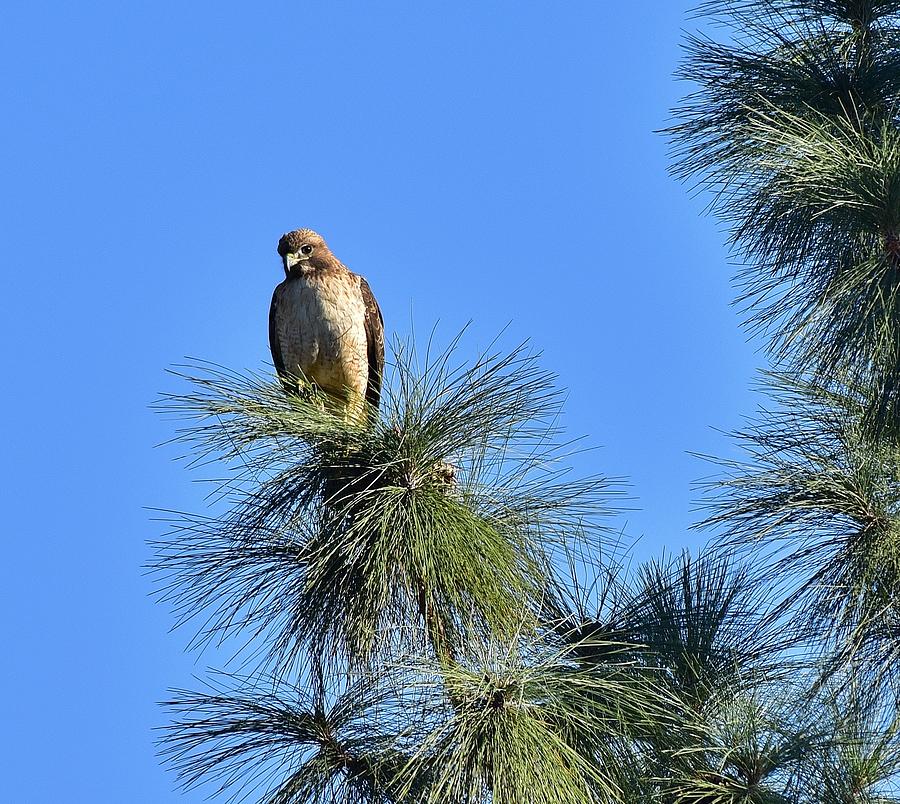 Red Tailed Hawk in Large Pine Tree I  Photograph by Linda Brody