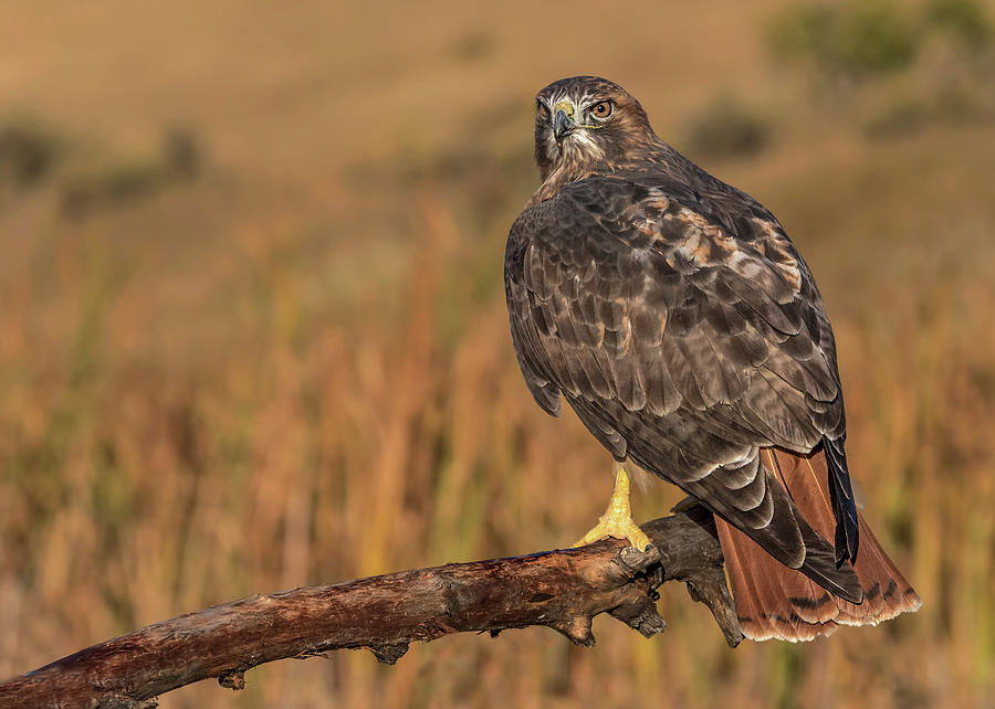 Red-tailed Hawk in Morning Light Photograph by Dawn Key
