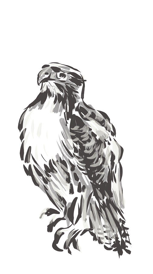 Red Tailed Hawk in Neutral Grey Drawing by Thomas Hamm
