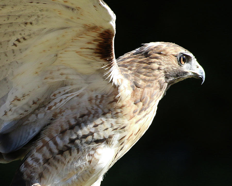 Red-tailed Hawk in Profile Photograph by William Selander