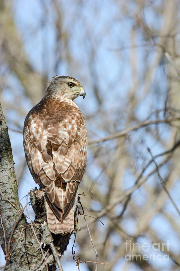 Red-tailed Hawk in the Celery Bog #1 Photograph by Janet Brodsky - Fine ...