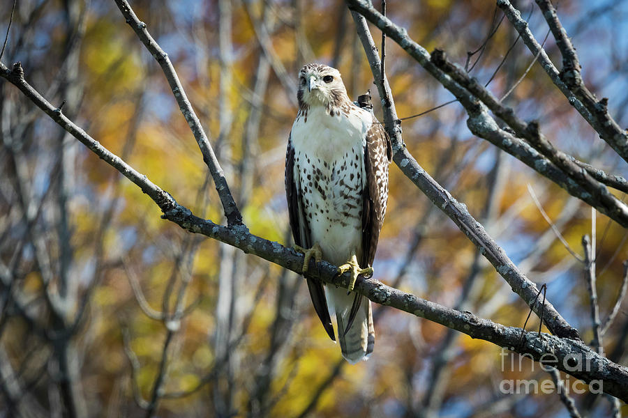 Canon Photograph - Red-tailed Hawk In The Fall by Ricky L Jones Canon Photograph - Red-tailed Hawk In The Fall by Ricky L Jones