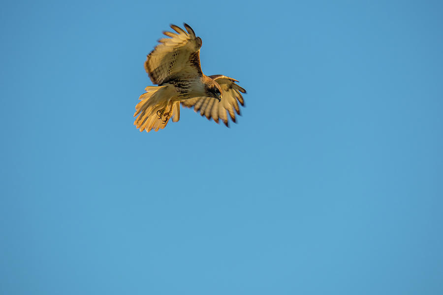 Red Tailed Hawk  In The Wind II Photograph