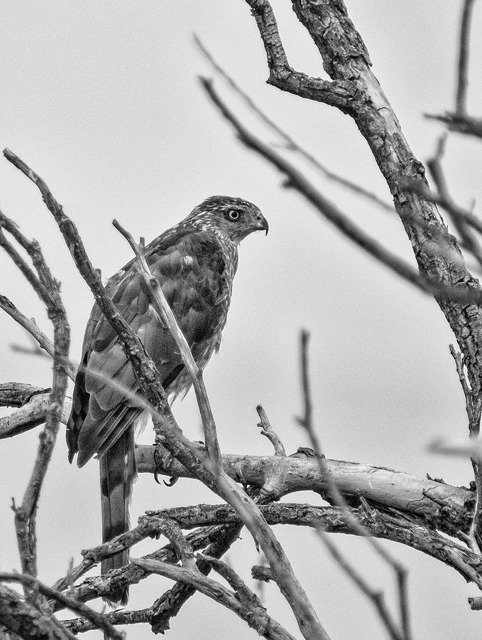 Red Tailed Hawk in Tree BW Photograph by Rick Mosher