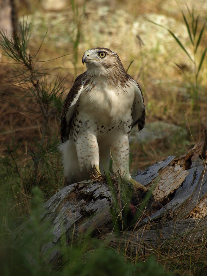 Red-tailed Hawk Photograph by James Peterson
