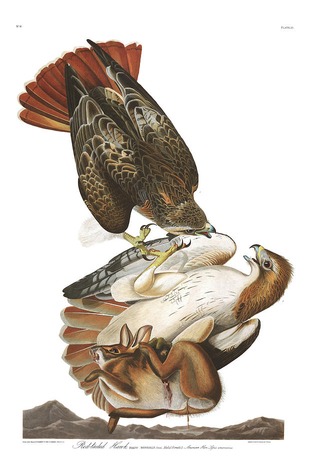 John James Audubon Painting - Red-tailed Hawk by John James Audubon