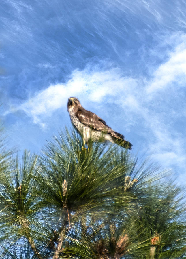 Red Tailed Hawk Photograph by Judy Hall-Folde