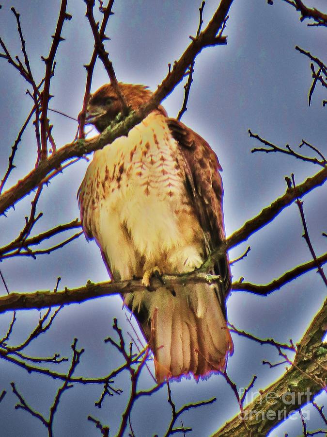 Red Tailed Hawk Photograph by Judy Via-Wolff