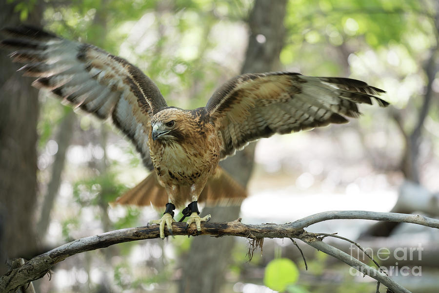 Red-tailed Hawk  Photograph by Juli Scalzi