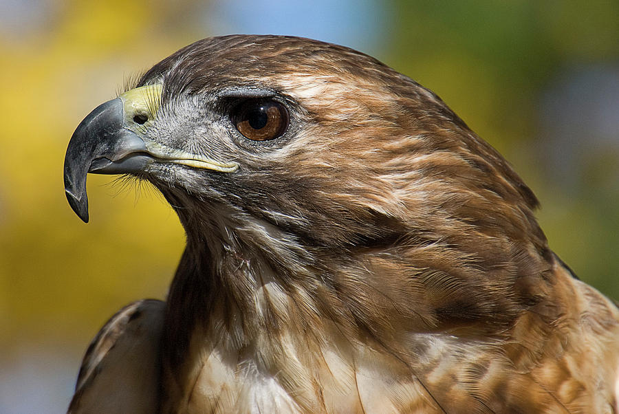 Red Tailed Hawk Photograph by Karen Smale