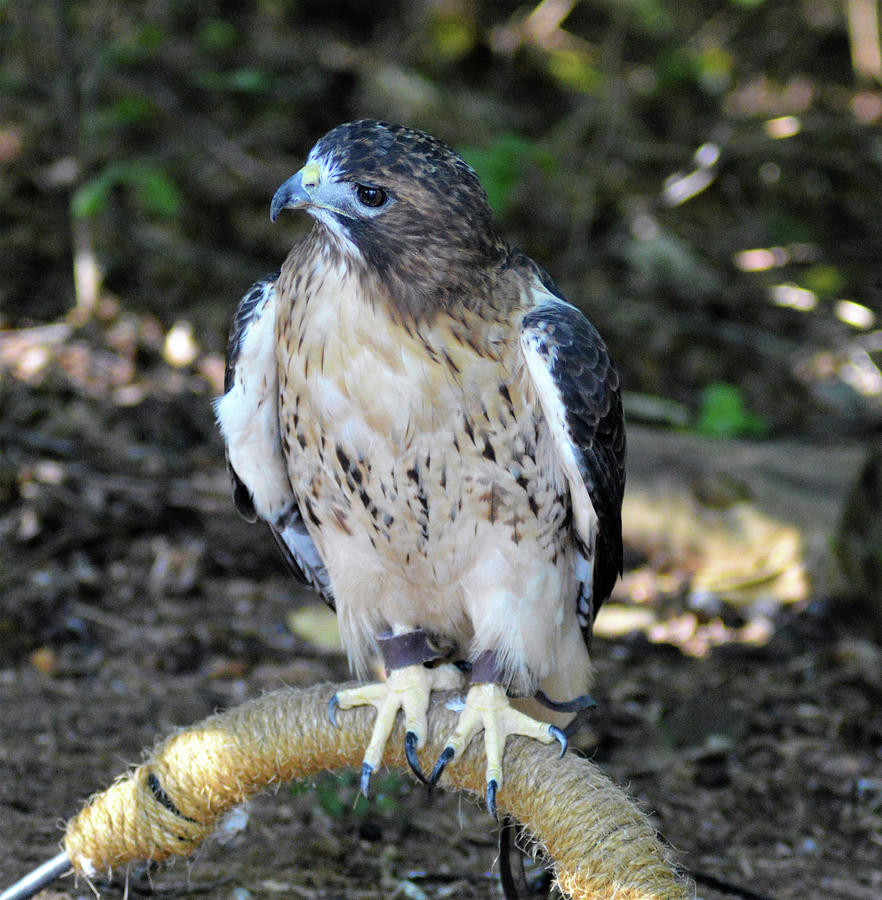 Red Tailed Hawk Photograph by Kathy Kelly