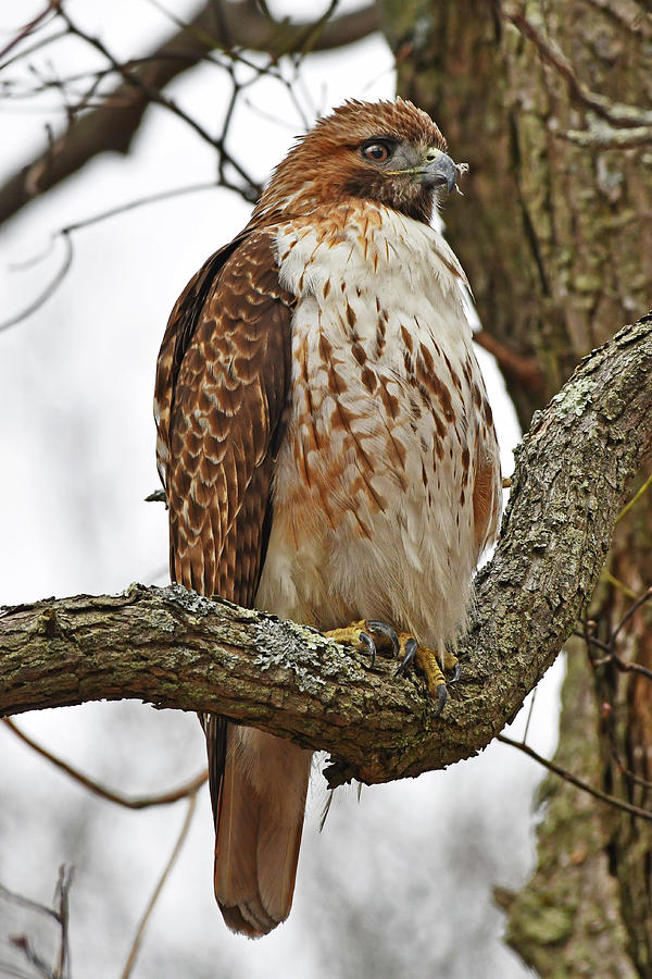Red-tailed Hawk Photograph by Ken Stampfer