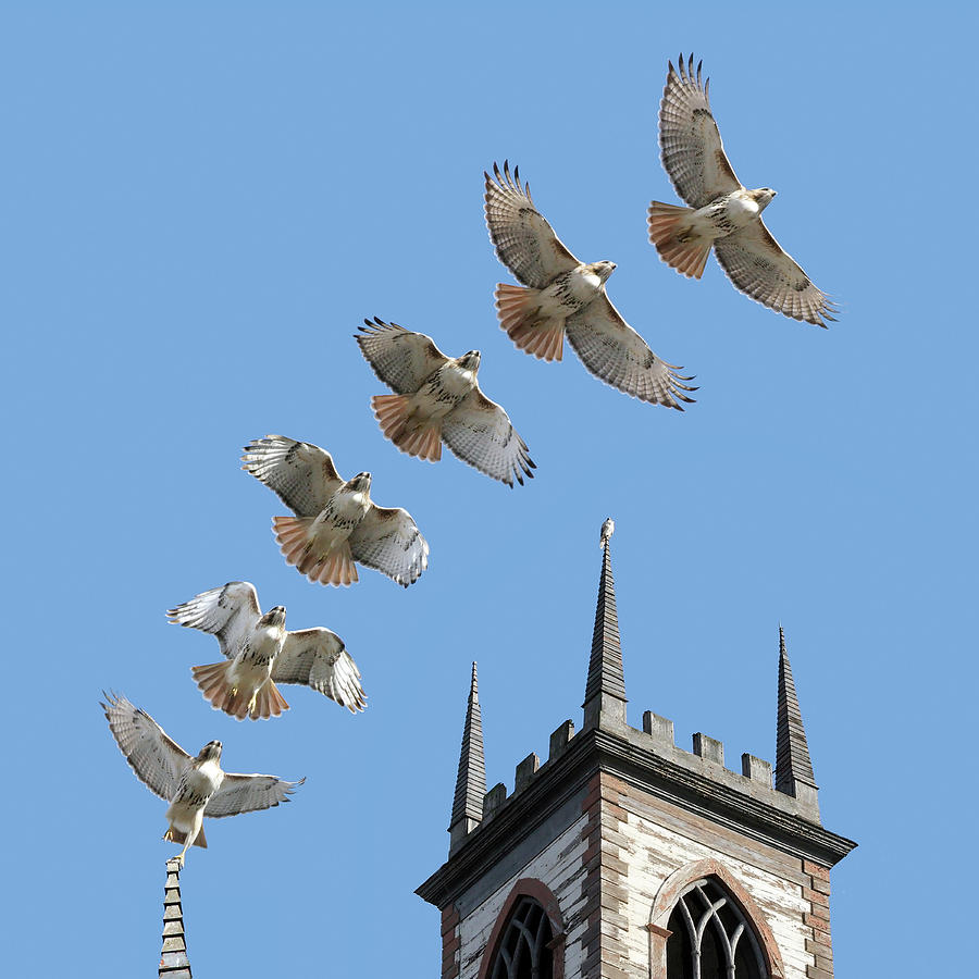 Red-tailed Hawk Photograph - Red-tailed Hawk Liftoff from Cathedral of St. John in Providence by Peter Green