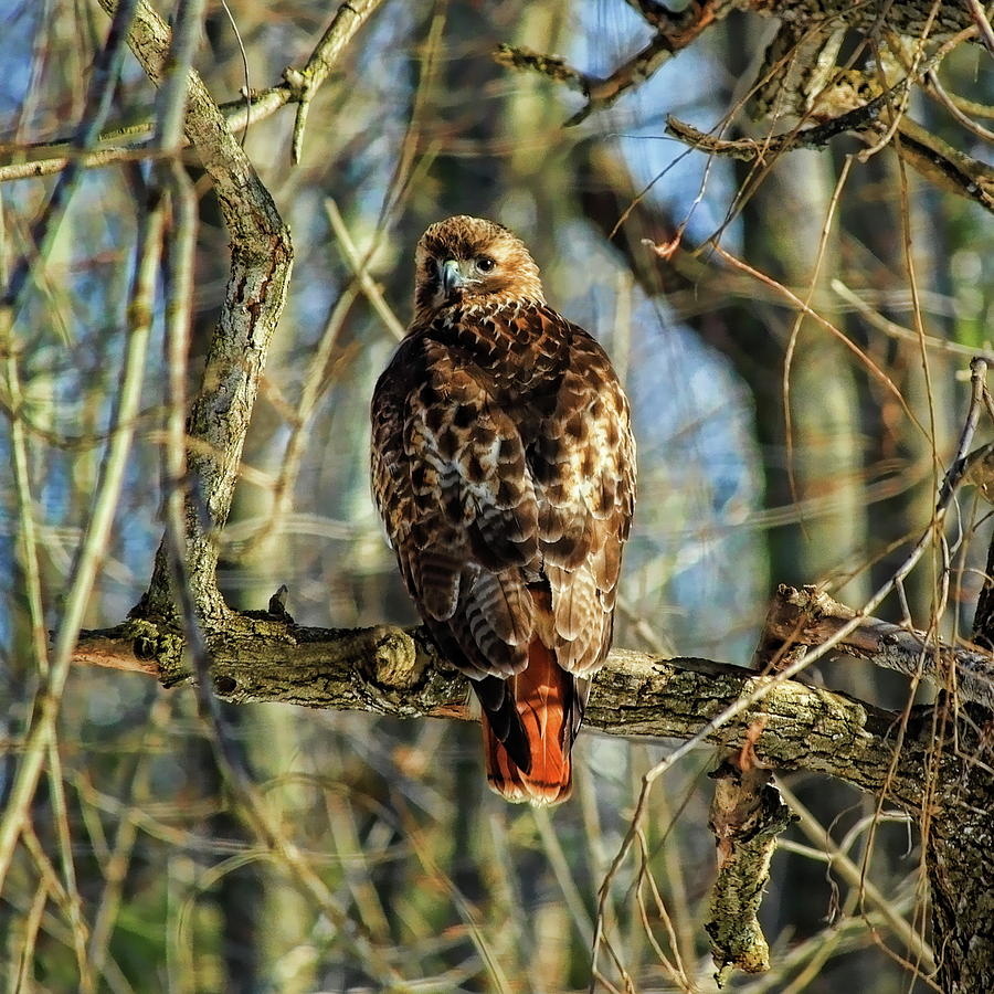 Red Tailed Hawk Looking Back  Photograph by Dale Kauzlaric