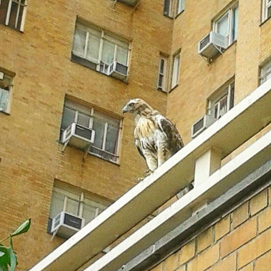 New York City Photograph - Red-tailed Hawk Looking For His Next by Christopher M Moll