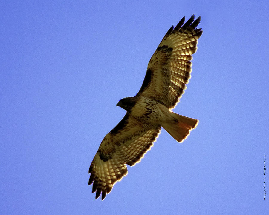 Red-tailed Hawk Photograph by Mark Ivins