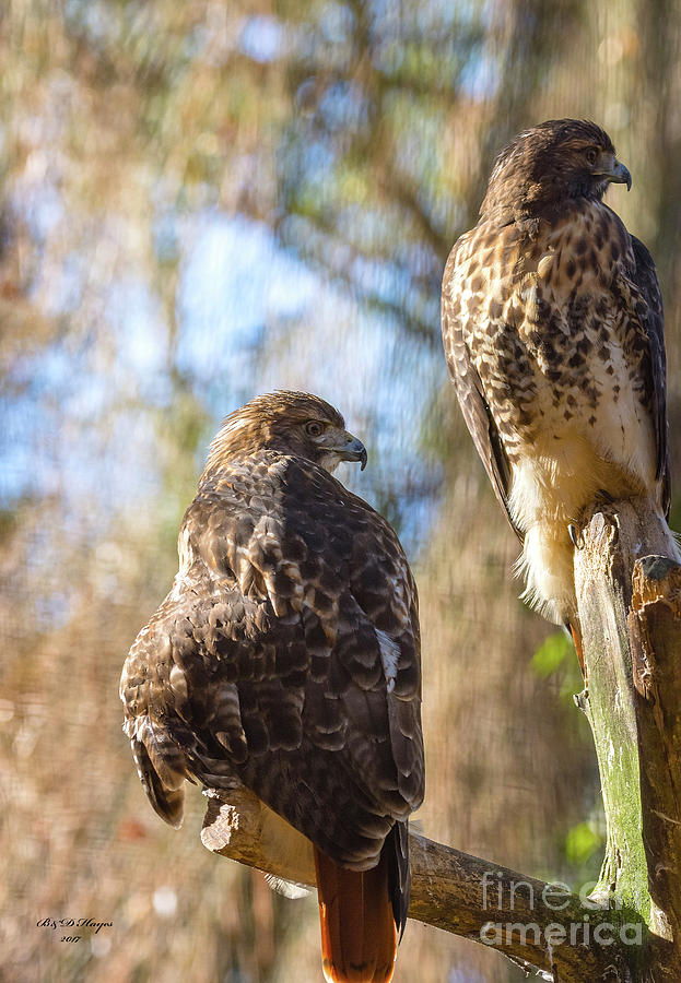 Nature Photograph - Red-Tailed Hawk Mates - Buteo Jamaicensis by DB Hayes