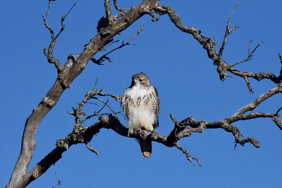 Red-tailed Hawk Photograph by Michael Peychich