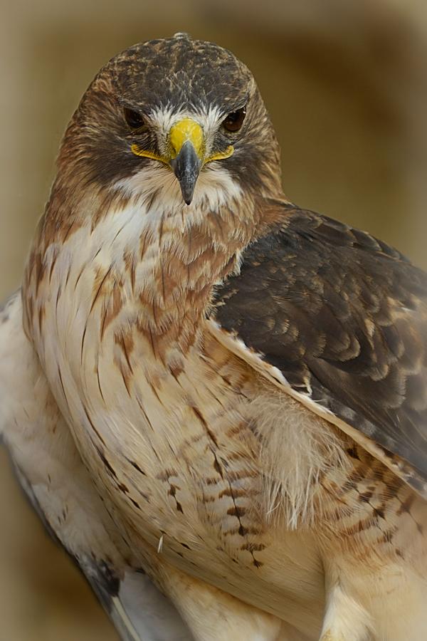 Red Tailed Hawk Photograph by Nadalyn Larsen