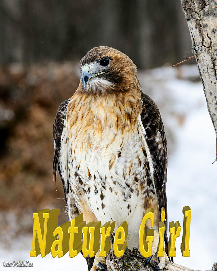 Red Tailed Hawk Nature Girl Photograph by LeeAnn McLaneGoetz McLaneGoetzStudioLLCcom