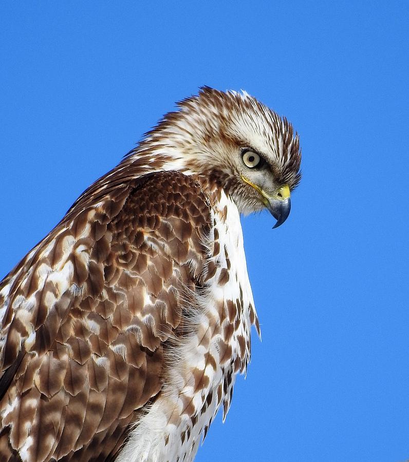 Red Tailed Hawk Photograph by Nicole Belvill