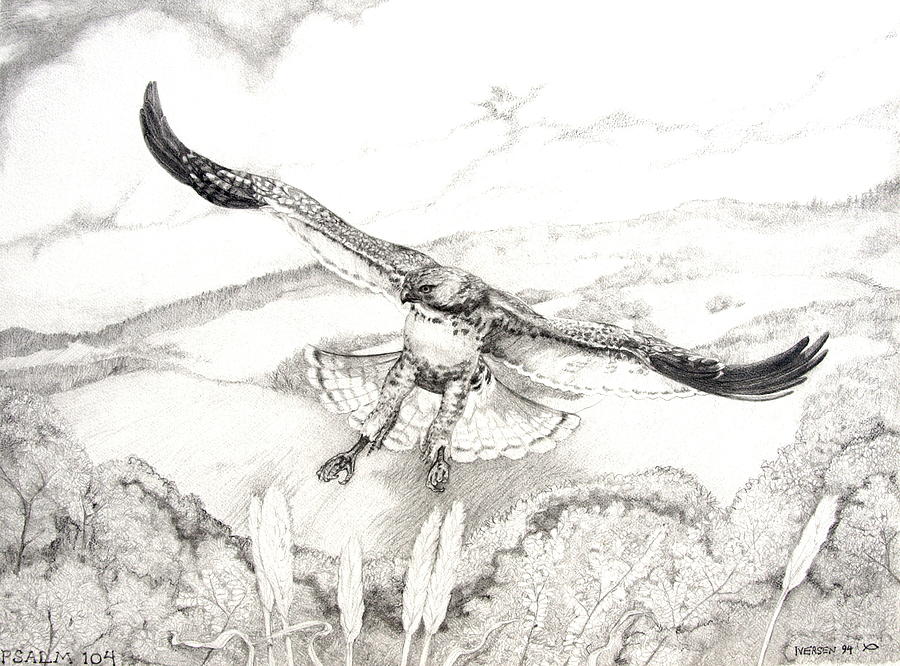 Red-tailed Hawk Drawing - Red-tailed Hawk Of Psalm 104 by Jill Iversen Red-tailed Hawk Drawing - Red-tailed Hawk Of Psalm 104 by Jill Iversen