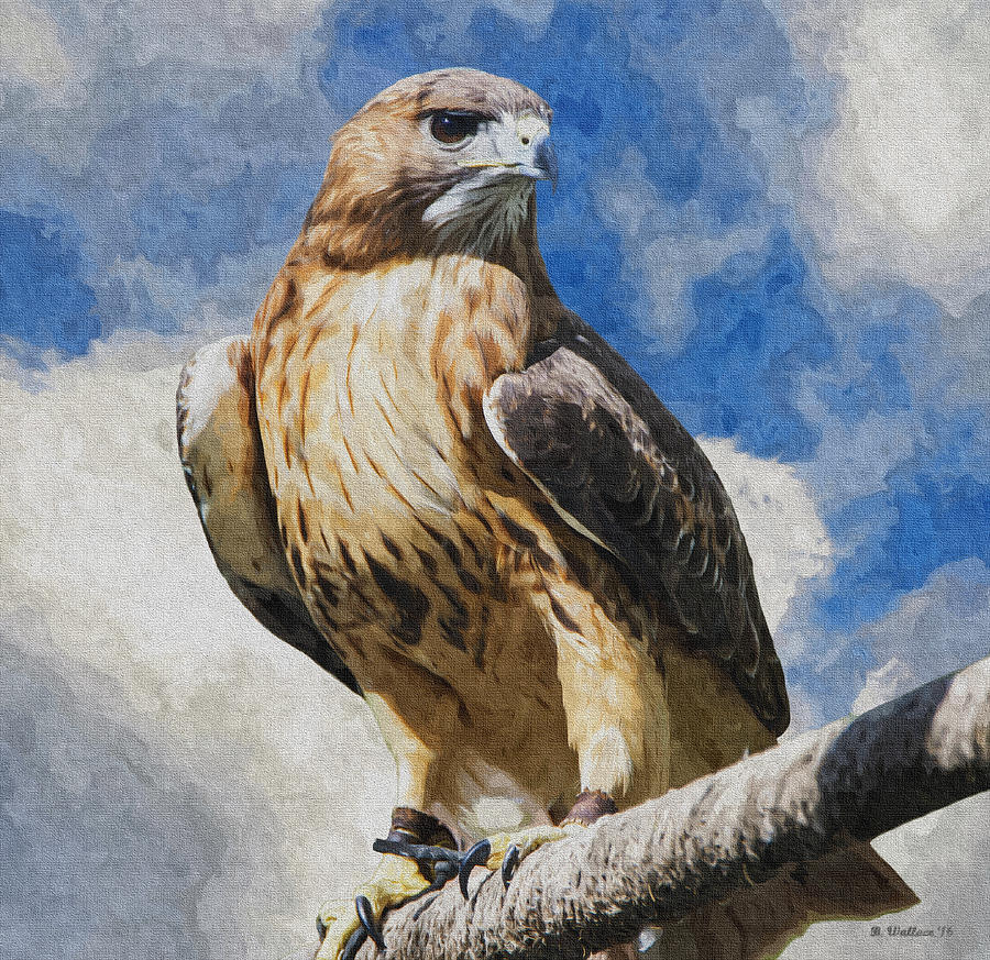 Red-Tailed Hawk - Oil Paint FX Photograph by Brian Wallace