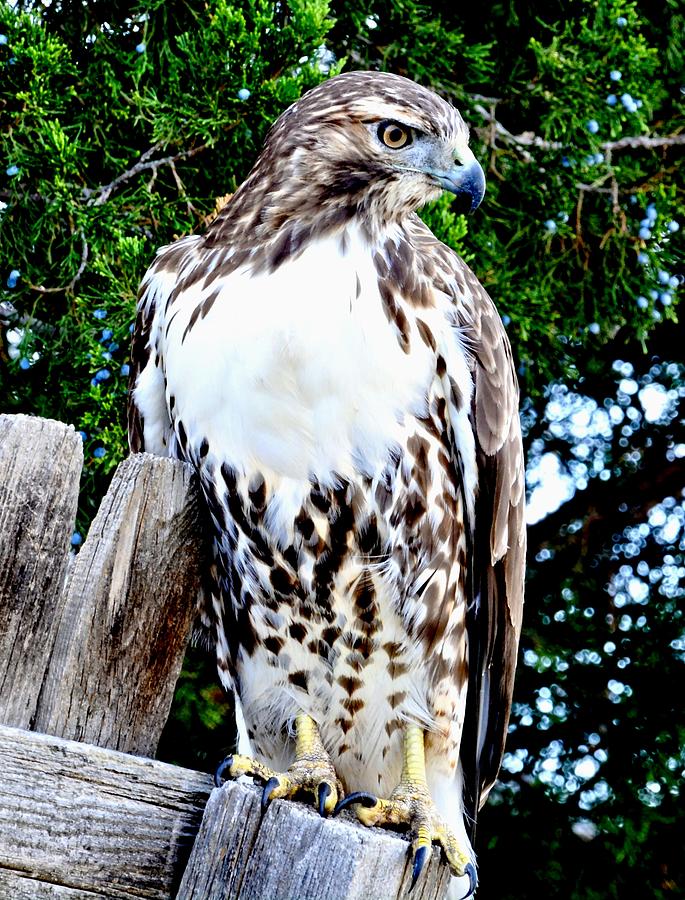 Red Tailed Hawk On Fence Post Photograph