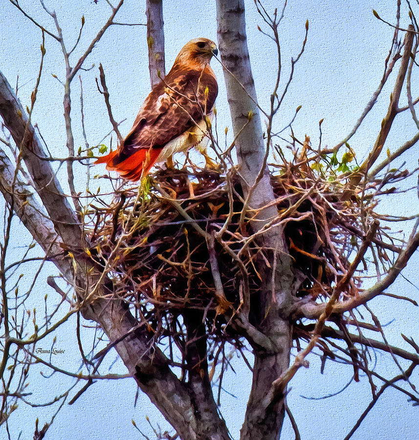Red-tailed Hawk On Nest Photograph by Anna Louise