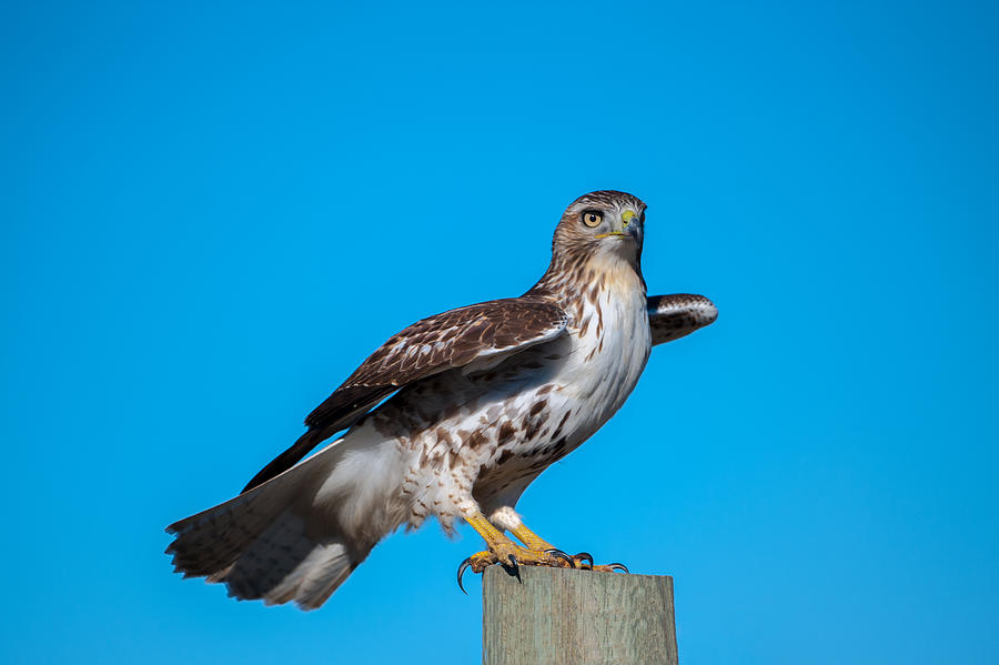 Red-tailed Hawk on Post Photograph by Jeff Phillippi