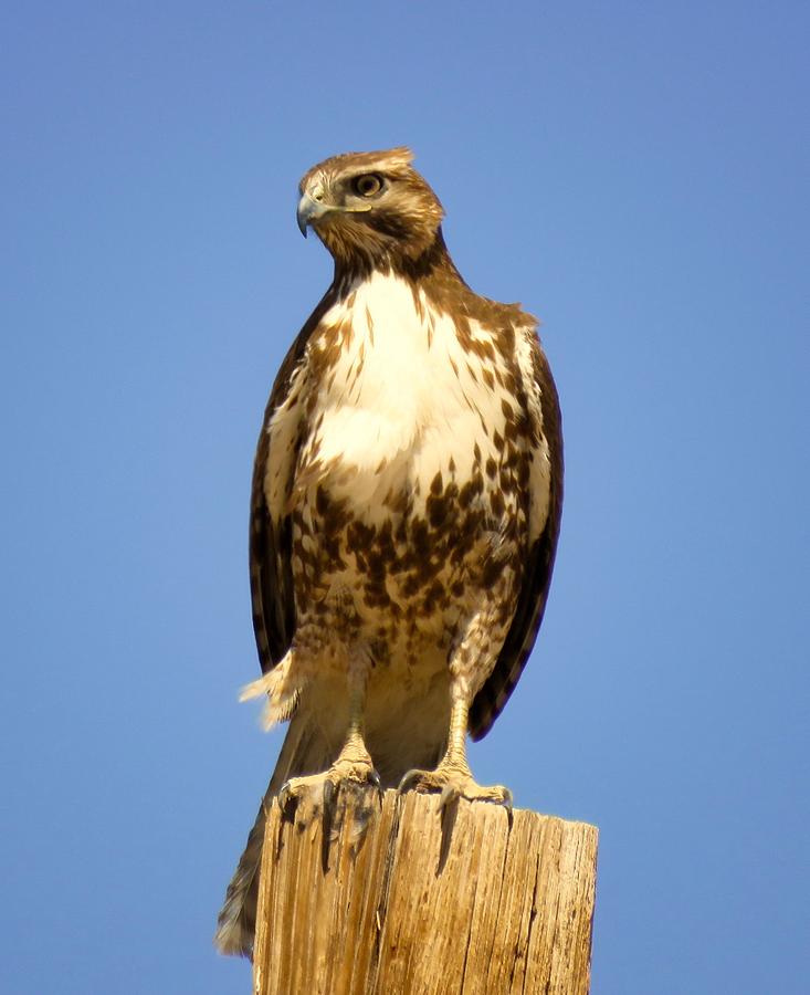 Red-Tailed Hawk on Post Photograph by Judy Kennedy