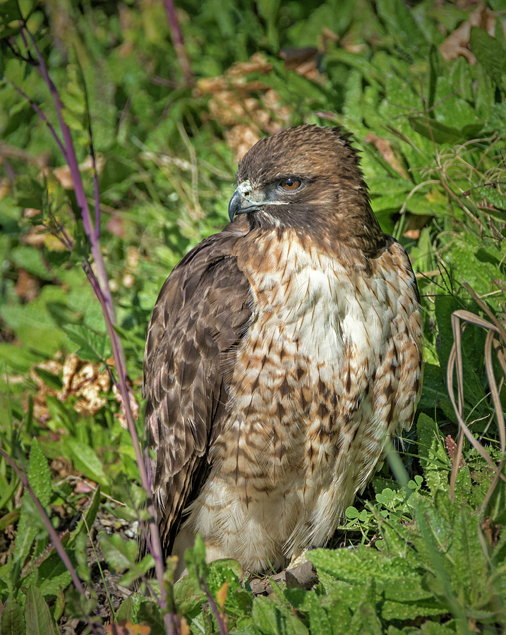 Red-Tailed Hawk on the Ground Photograph by Loree Johnson