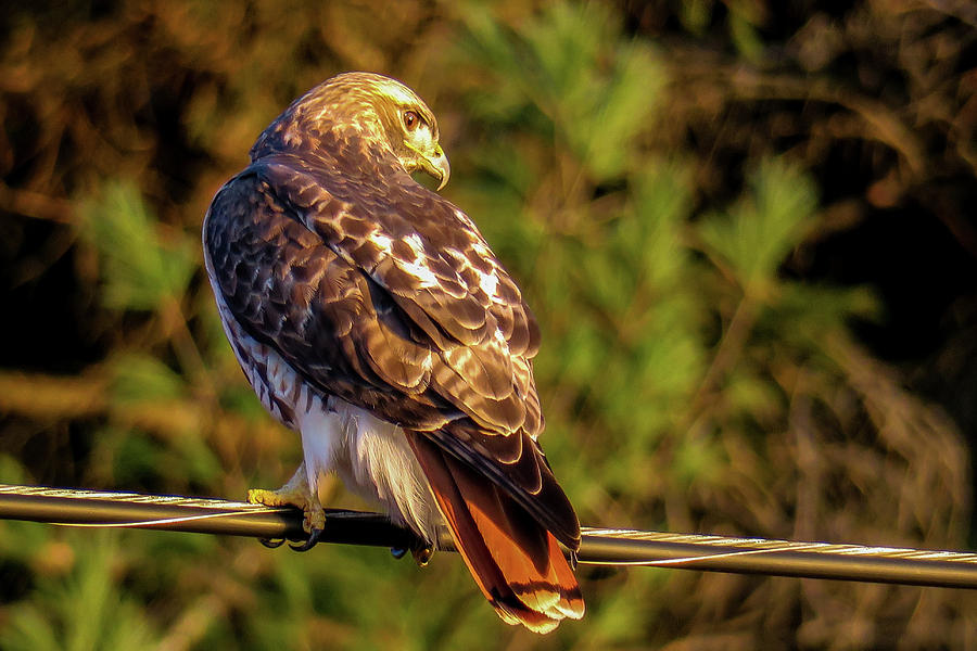 Red Tailed Hawk On The Wire Photograph