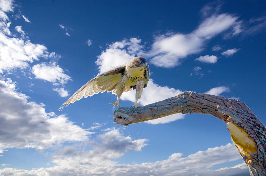 Red-tailed Hawk Perch Balance 3 Photograph