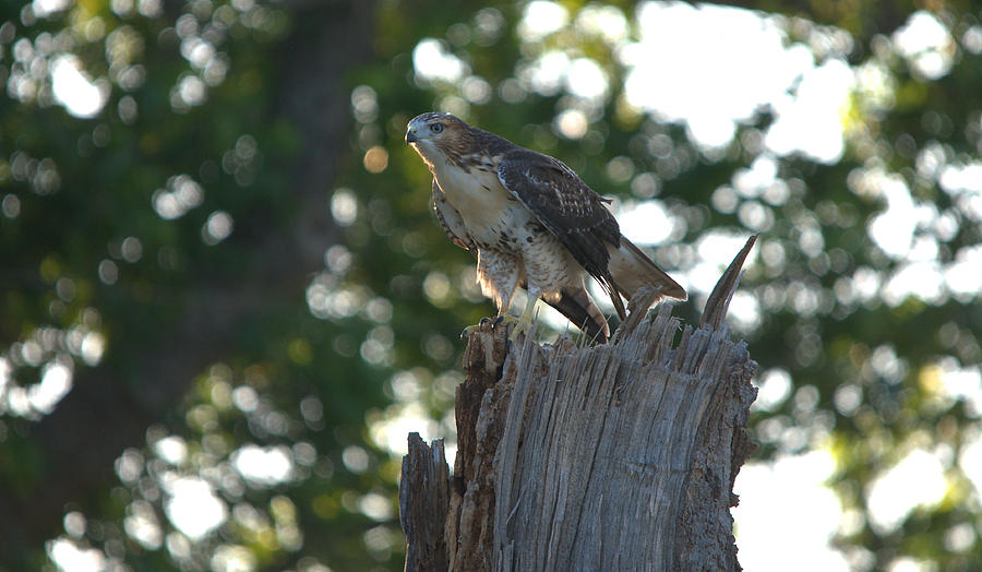 Hawk Photograph - Red-tailed Hawk Perch On Damaged Tree 2 by Roy Williams