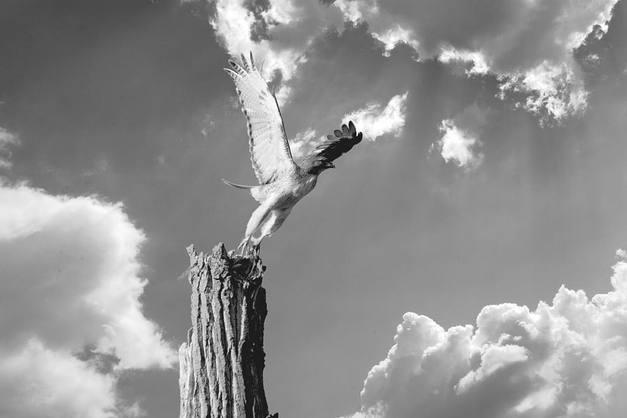 Hawk Photograph - Red-Tailed Hawk Perch Series Bw by Roy Williams