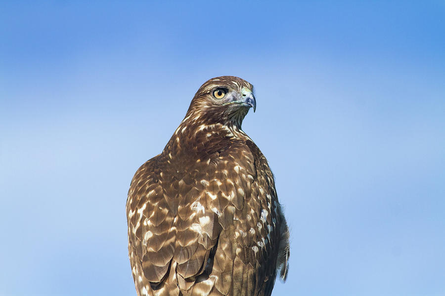 Red-tailed Hawk Perched Looking back over shoulder Photograph by Mark Miller Red-tailed Hawk Perched Looking back over shoulder Photograph by Mark Miller