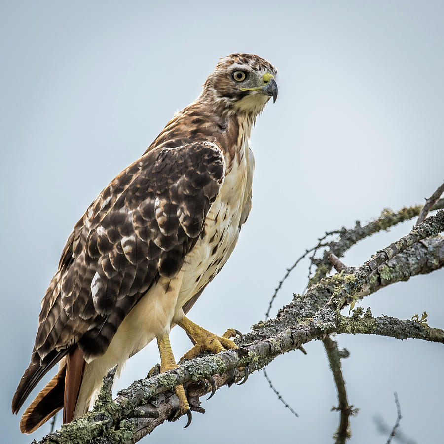 Hawk Photograph - Red Tailed Hawk Perched by Paul Freidlund