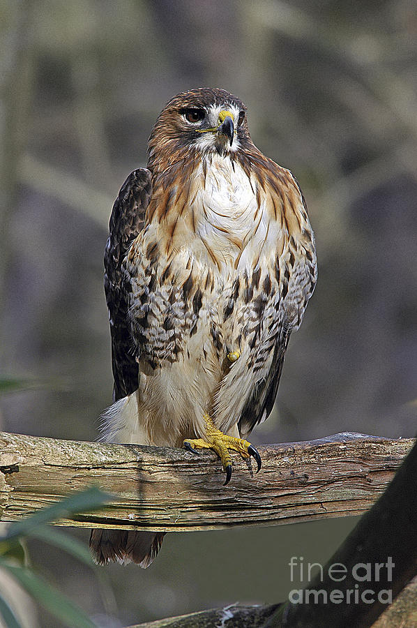 Red-tailed Hawk Perched Photograph by Timothy Flanigan - Fine Art America