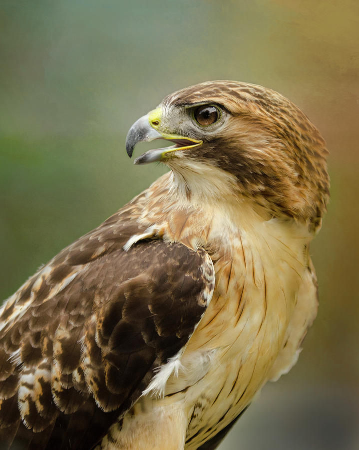 Red-Tailed Hawk Portrait Photograph by Ann Bridges